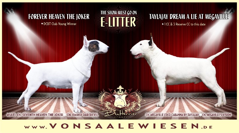 Standard Bullterrier E-Wurf "von Saalewiesen"