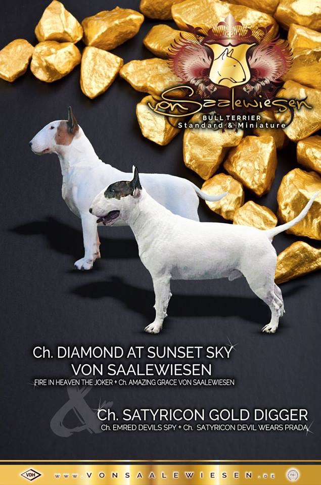 Standard Bullterrier Q-Wurf "von Saalewiesen"