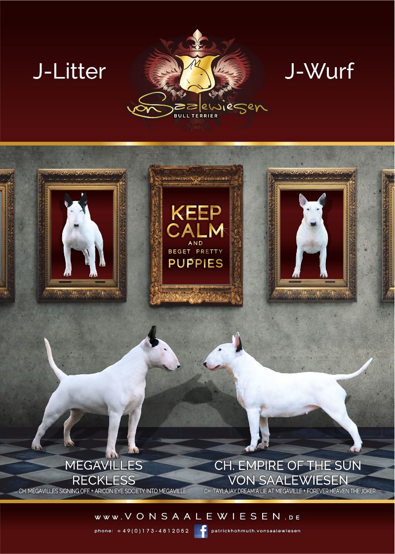 Standard Bullterrier J-Wurf "von Saalewiesen"