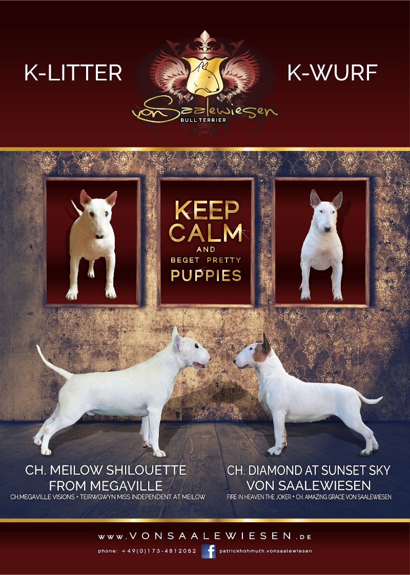 Standard Bullterrier K-Wurf "von Saalewiesen"