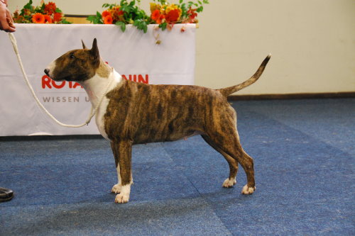 Standard Bullterrier B-Wurf "von Saalewiesen"