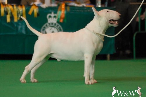 Standard Bullterrier A-Wurf "von Saalewiesen"