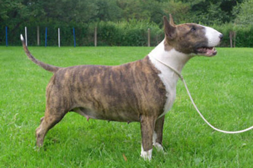 Standard Bullterrier B-Wurf "von Saalewiesen"