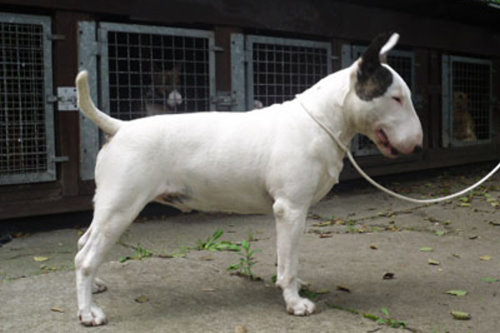 Standard Bullterrier B-Wurf "von Saalewiesen"