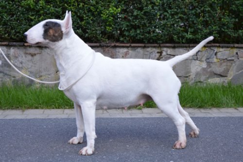 Standard Bullterrier C-Wurf "von Saalewiesen"