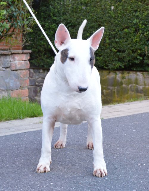 Standard Bullterrier C-Wurf "von Saalewiesen"