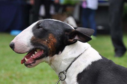 Standard Bullterrier C-Wurf "von Saalewiesen"