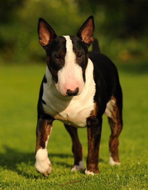 Standard Bullterrier C-Wurf "von Saalewiesen"