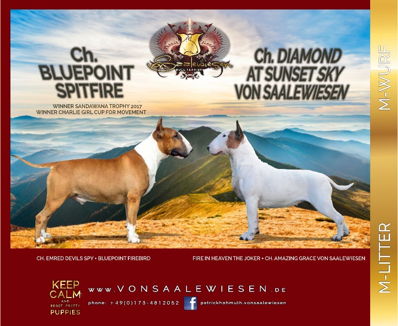 Standard Bullterrier M-Wurf "von Saalewiesen"