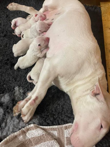 Miniatur Bullterrier M-Wurf von Saalewiesen