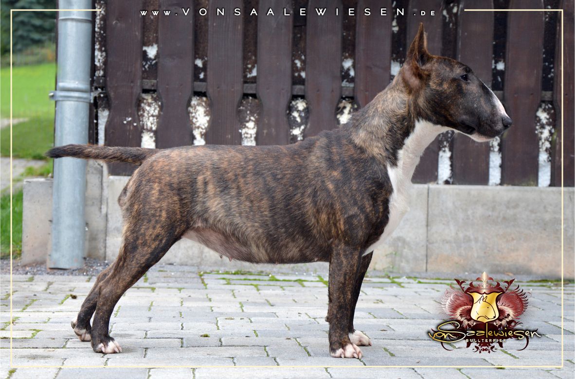 Miniatur Bullterrier D-Wurf von Saalewiesen
