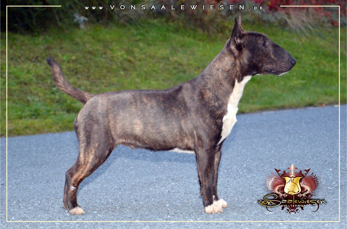Miniatur Bullterrier C-Wurf von Saalewiesen