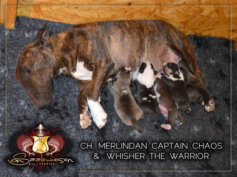 Miniatur Bullterrier A-Wurf von Saalewiesen