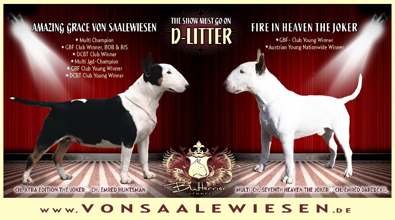 Standard Bullterrier D-Wurf "von Saalewiesen"
