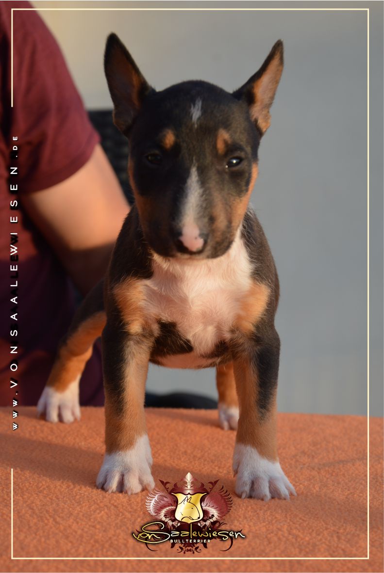 Miniatur Bullterrier E-Wurf von Saalewiesen