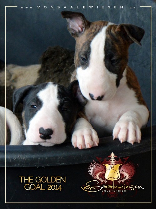 Standard Bullterrier F-Wurf "von Saalewiesen"