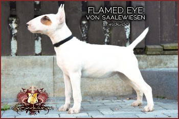 Flamed Eye von Saalewiesen