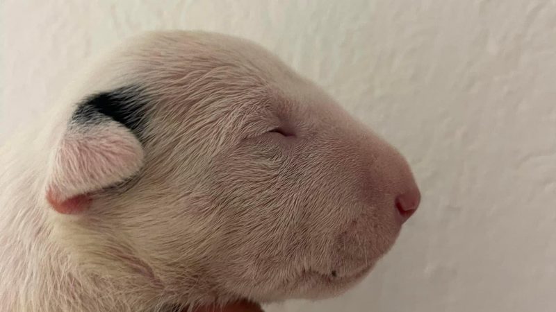 Miniature Bullterrier R-Wurf von Saalewiesen