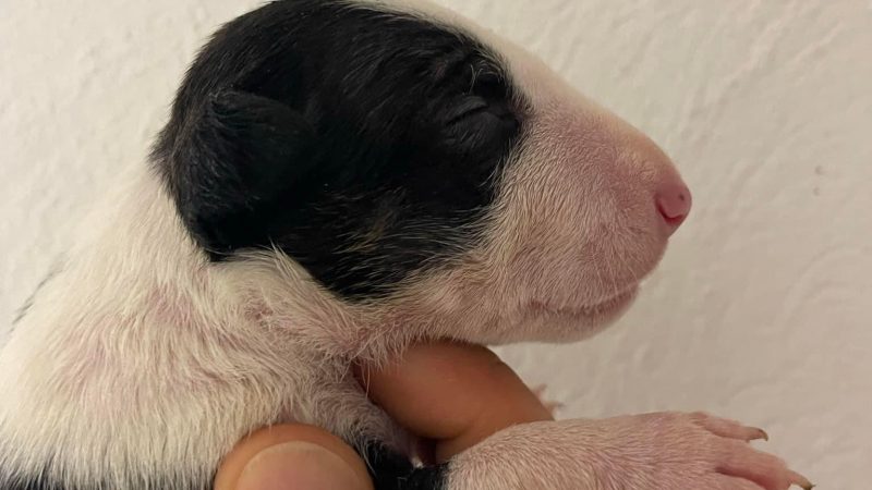 Miniature Bullterrier R-Wurf von Saalewiesen