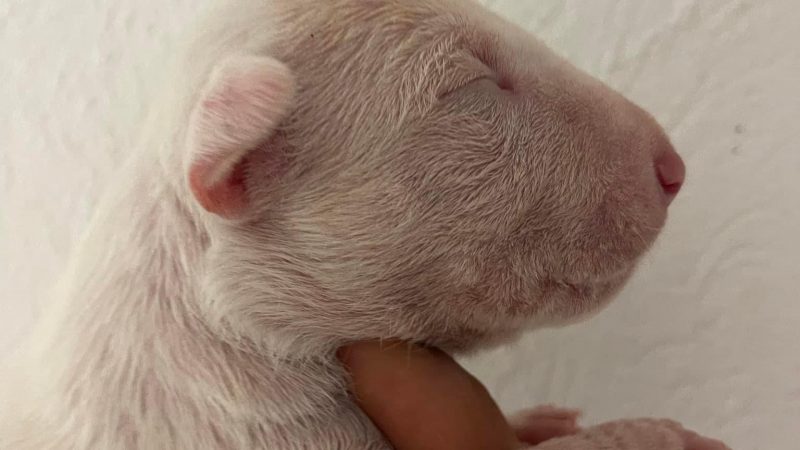 Miniature Bullterrier R-Wurf von Saalewiesen