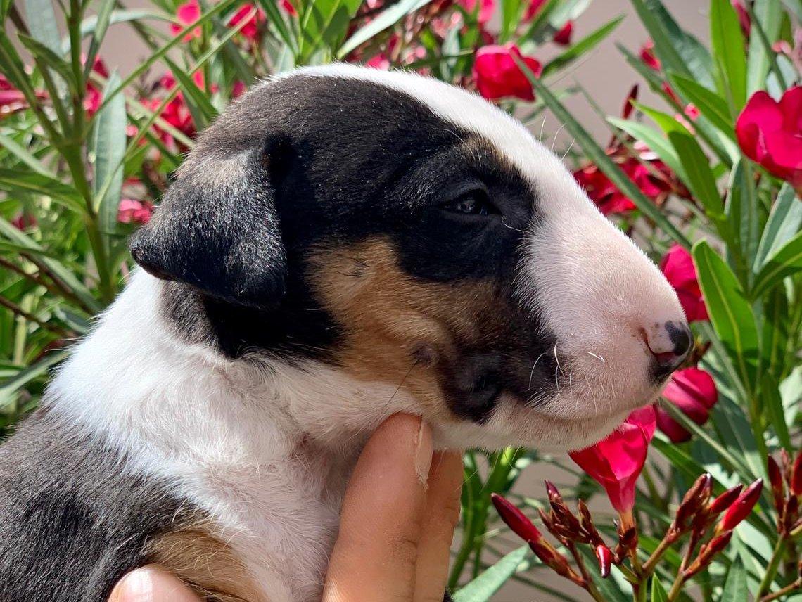 Bullterrier von Saalewiesen