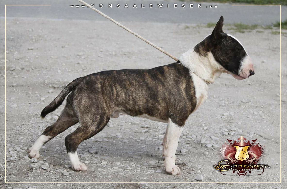 Miniatur Bullterrier D-Wurf von Saalewiesen