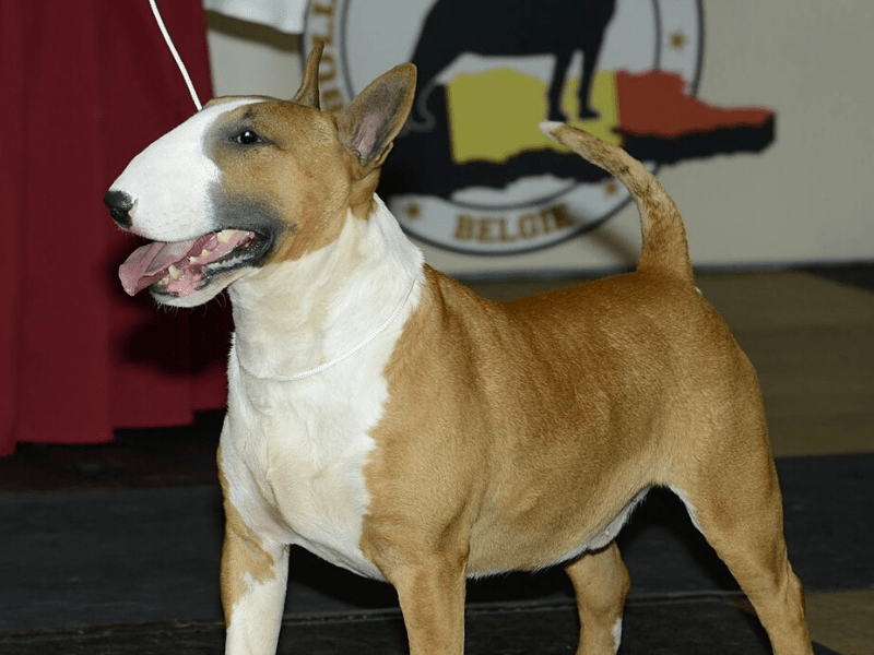 Bullterrier von Saalewiesen