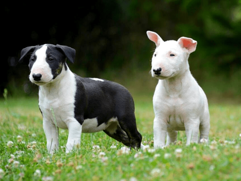 Bullterrier von Saalewiesen