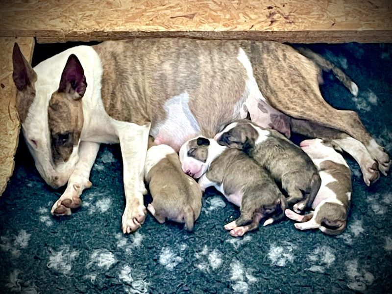 Miniature Bullterrier S-Wurf von Saalewiesen