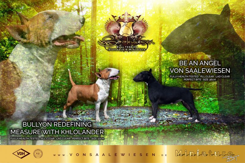 Miniatur Bullterrier G-Wurf von Saalewiesen