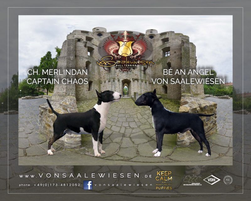 Miniatur Bullterrier F-Wurf von Saalewiesen