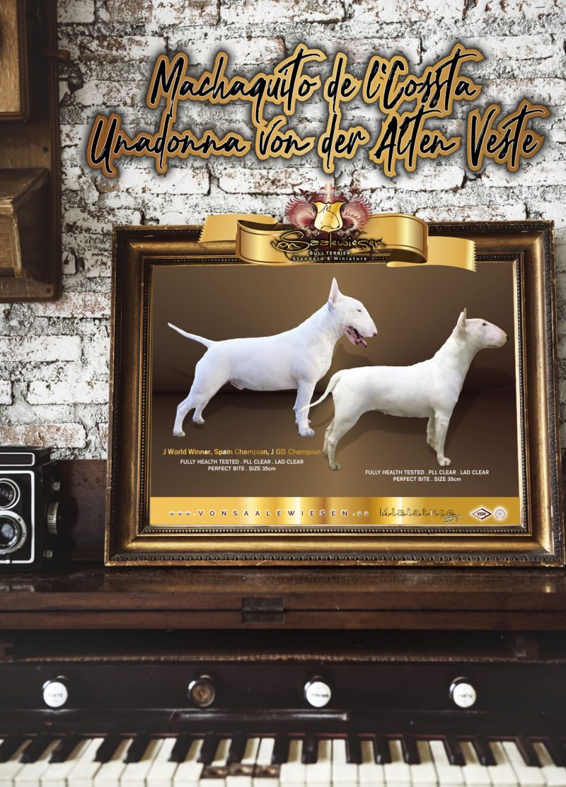 Miniatur Bullterrier J-Wurf von Saalewiesen