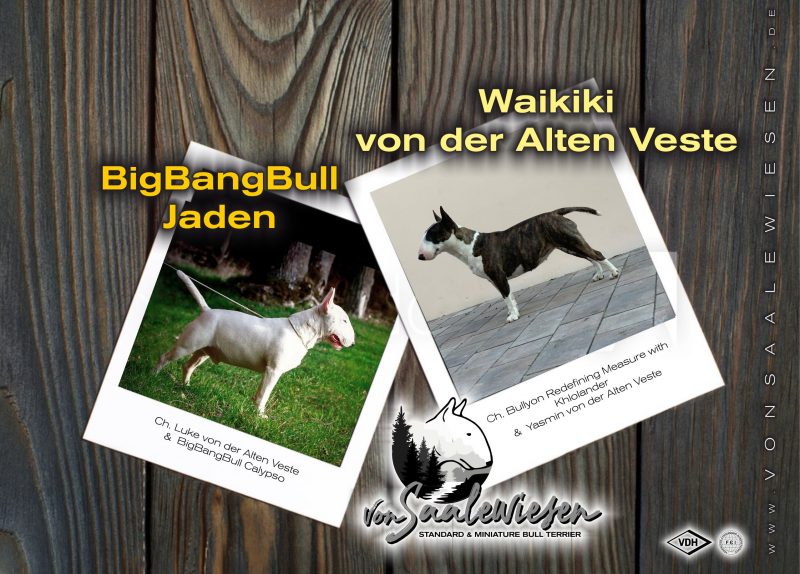 Miniatur Bullterrier K-Wurf von Saalewiesen