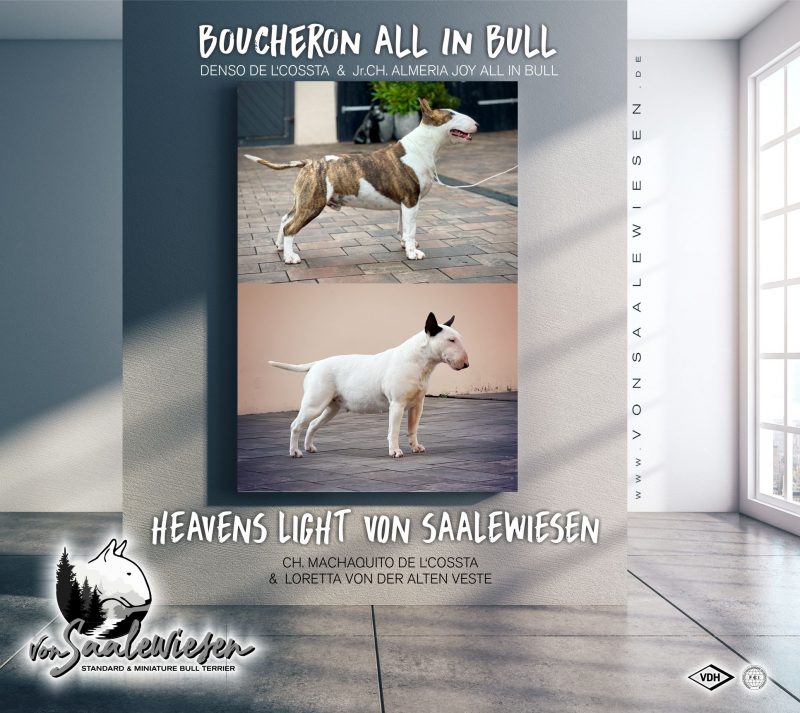 Miniatur Bullterrier O-Wurf von Saalewiesen