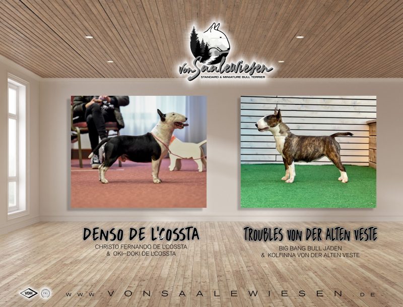 Miniatur Bullterrier P-Wurf von Saalewiesen