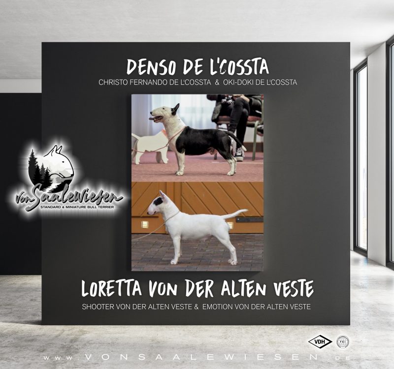 Miniature Bullterrier Q-Wurf von Saalewiesen