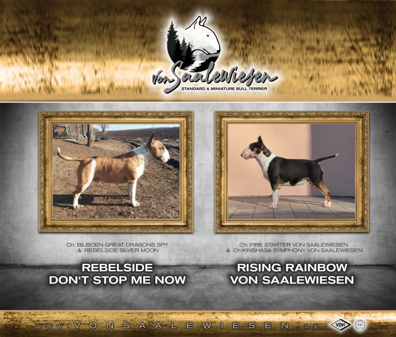 Standard Bullterrier T-Wurf "von Saalewiesen"