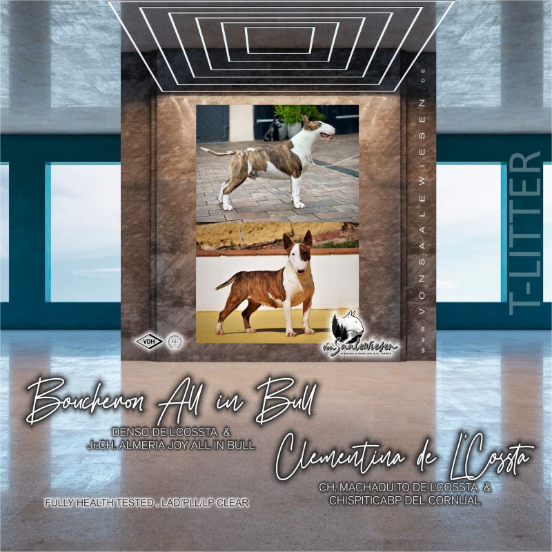 Miniature Bullterrier S-Wurf von Saalewiesen