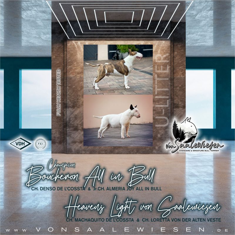 Miniature Bullterrier U-Wurf von Saalewiesen