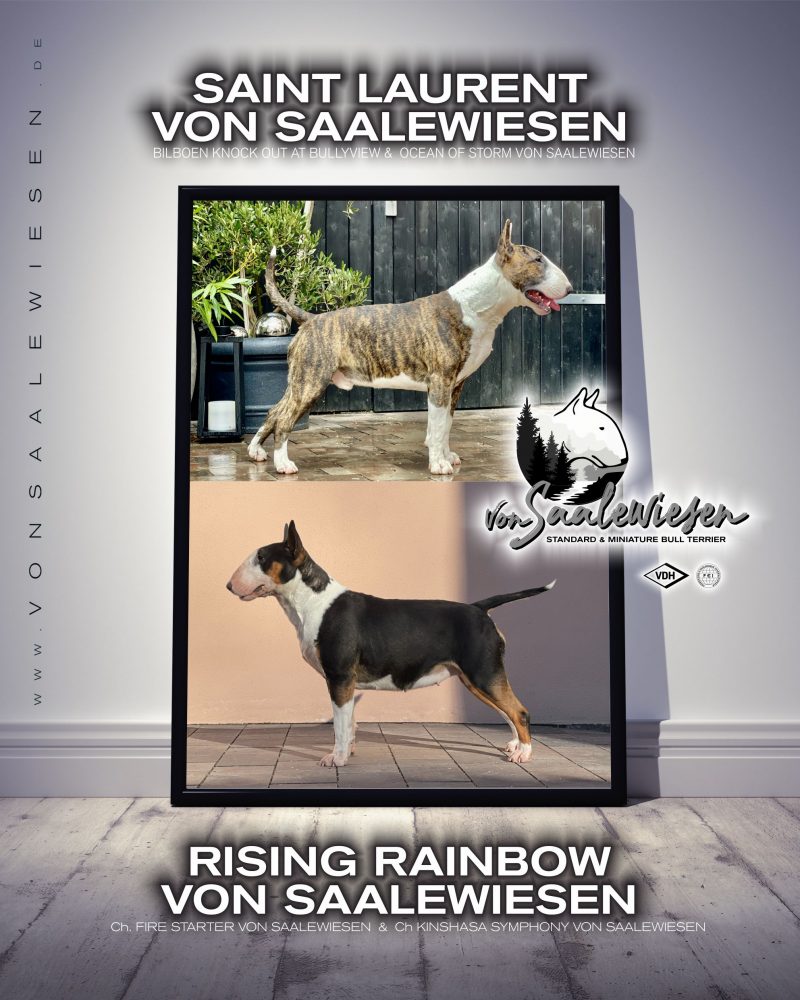 Standard Bullterrier V-Wurf "von Saalewiesen"
