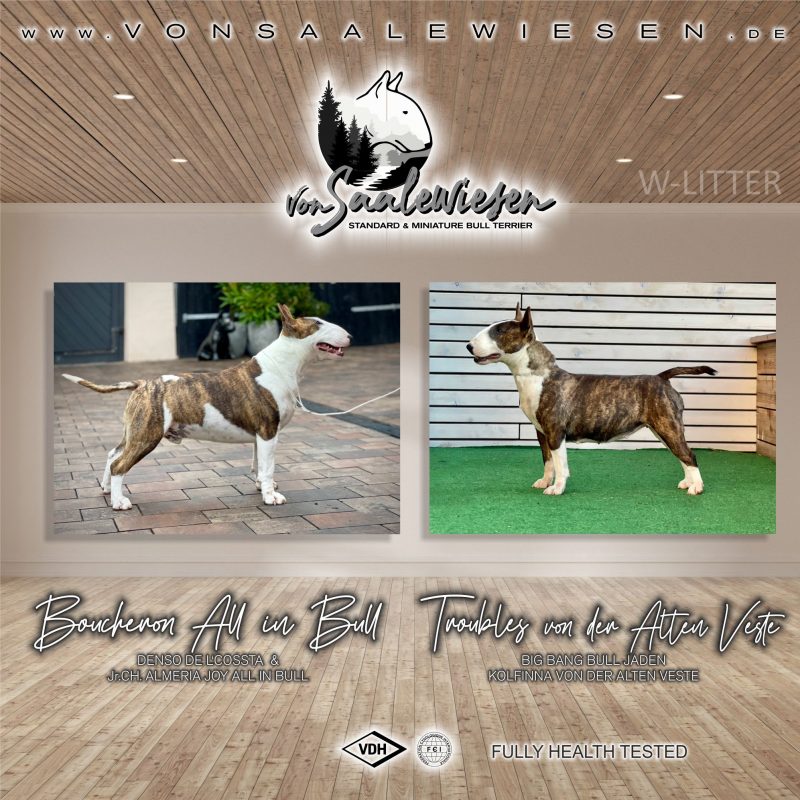 Miniature Bullterrier W-Wurf von Saalewiesen