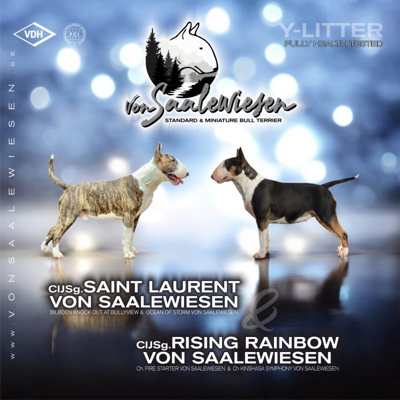 Standard Bullterrier Y-Wurf von Saalewiesen