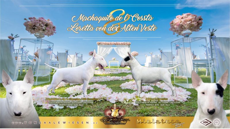 Miniatur Bullterrier H-Wurf von Saalewiesen