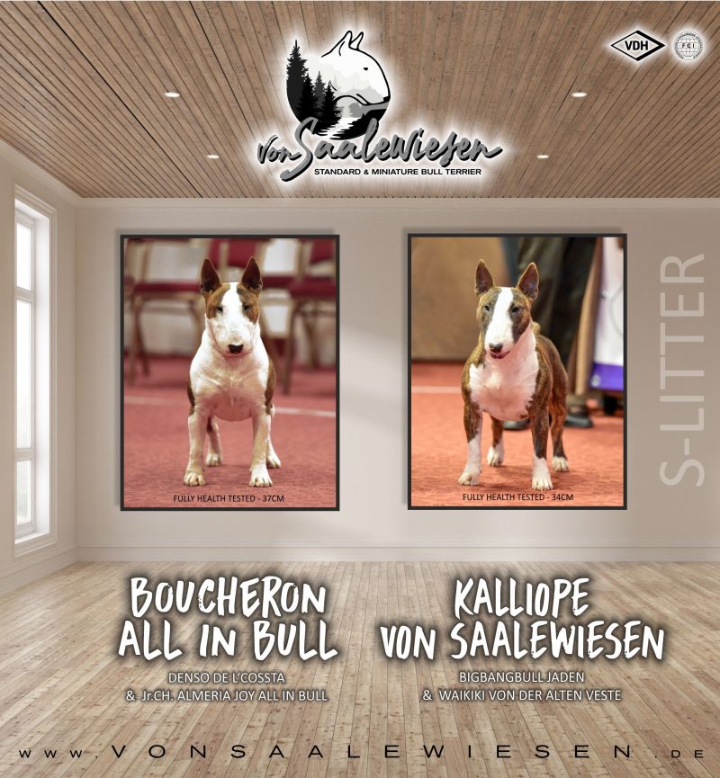 Miniature Bullterrier S-Wurf von Saalewiesen