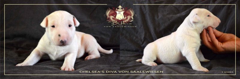Standard Bullterrier C-Wurf "von Saalewiesen"