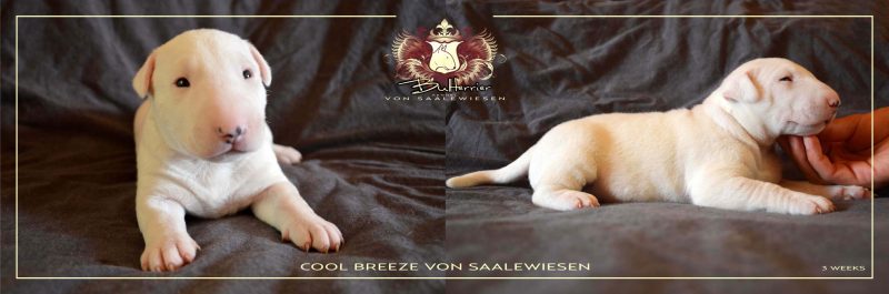 Standard Bullterrier C-Wurf "von Saalewiesen"