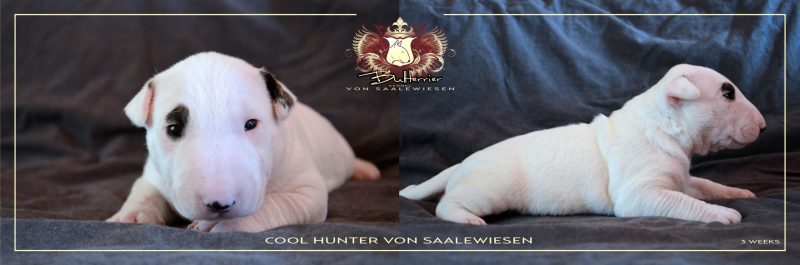Standard Bullterrier C-Wurf "von Saalewiesen"
