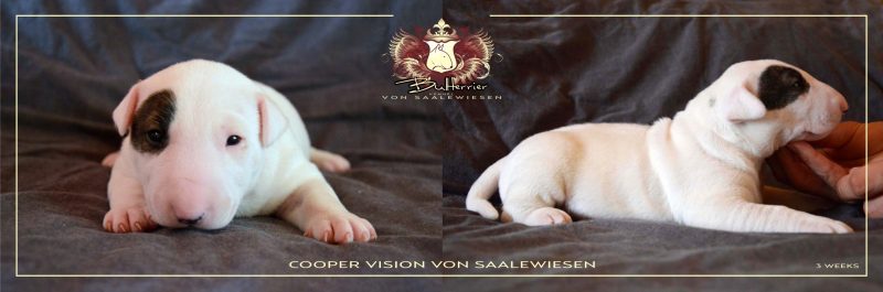 Standard Bullterrier C-Wurf "von Saalewiesen"