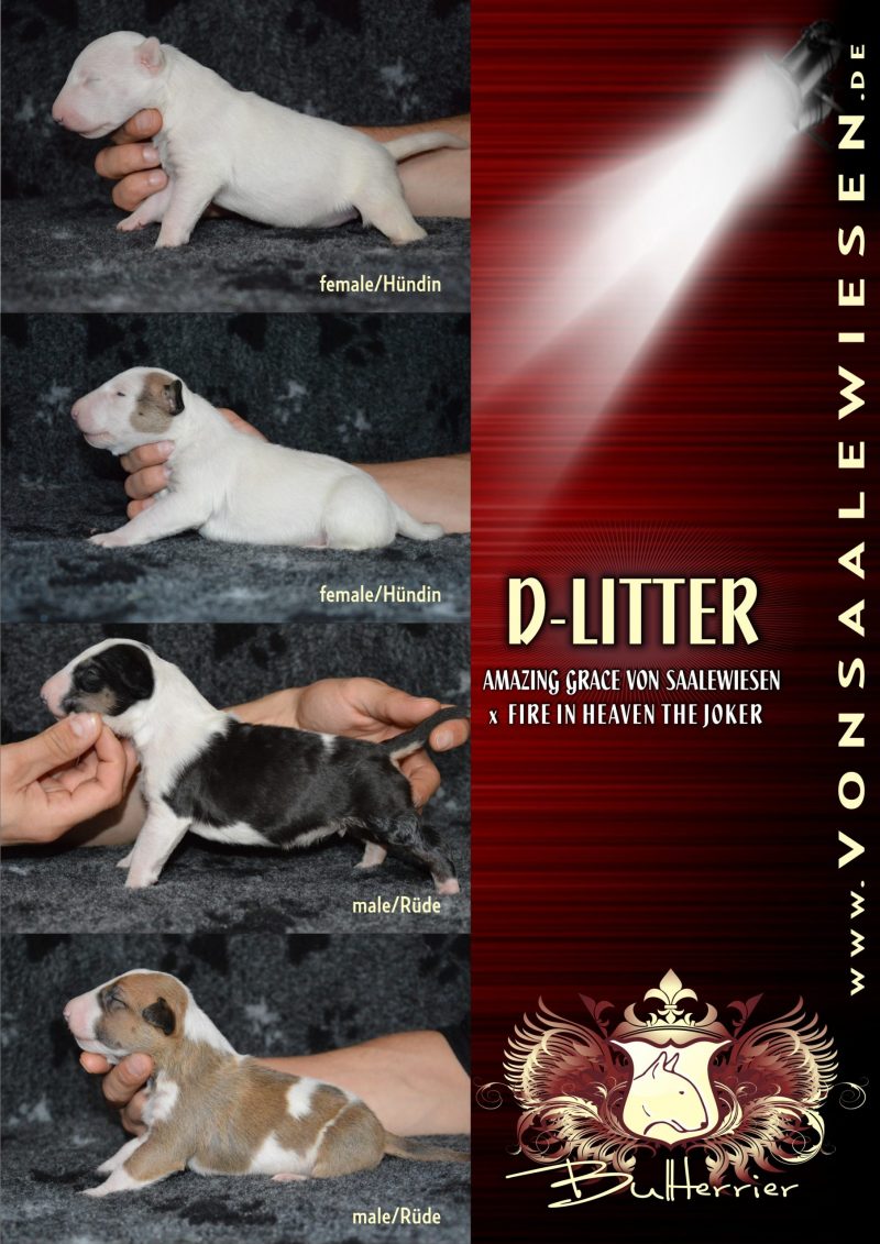 Standard Bullterrier D-Wurf "von Saalewiesen"