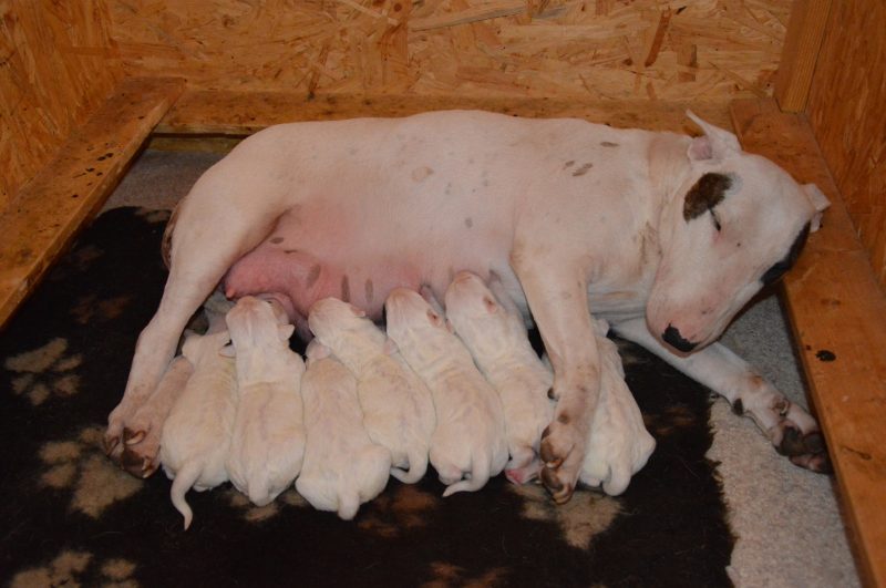Standard Bullterrier E-Wurf "von Saalewiesen"